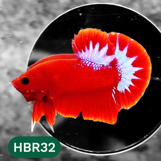 Hellboy Plakat Male Betta Fish | Order Directly From Farm | You Pick Fish