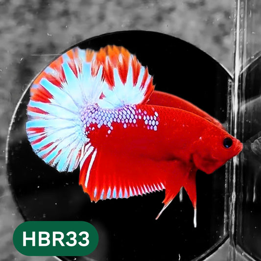 Hellboy Plakat Male Betta Fish | Order Directly From Farm | You Pick Fish