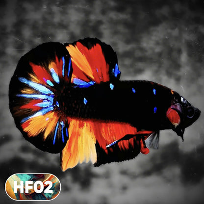 Dark Flame Hellfire Plakat Male Betta Fish | You Pick Fish | Rare Betta
