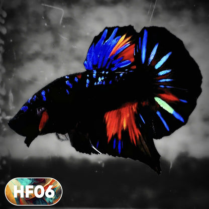 Dark Flame Hellfire Plakat Male Betta Fish | You Pick Fish | Rare Betta