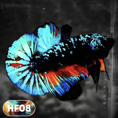 Dark Flame Hellfire Plakat Male Betta Fish | You Pick Fish | Rare Betta