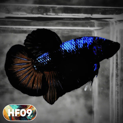 Dark Flame Hellfire Plakat Male Betta Fish | You Pick Fish | Rare Betta