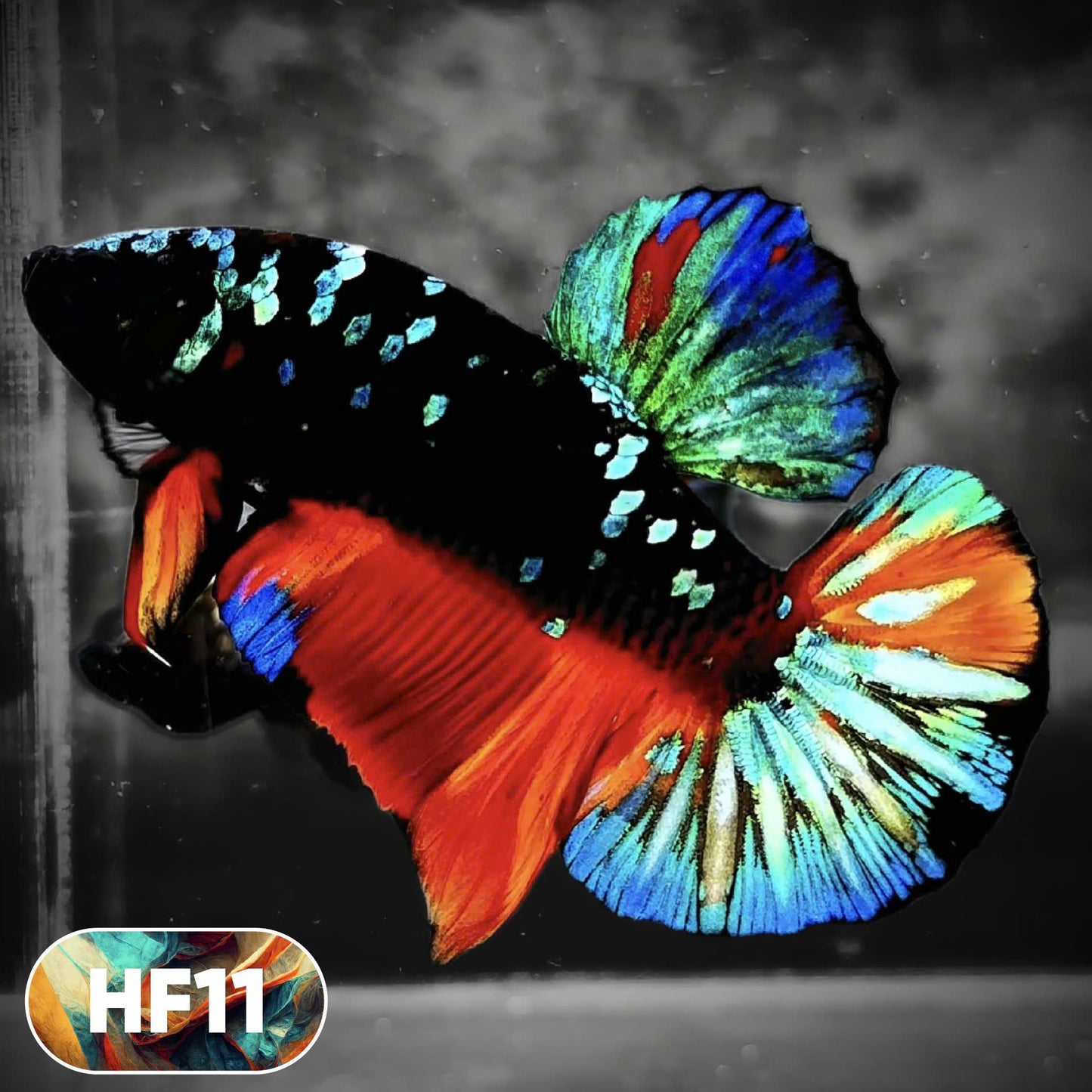 Dark Flame Hellfire Plakat Male Betta Fish | You Pick Fish | Rare Betta