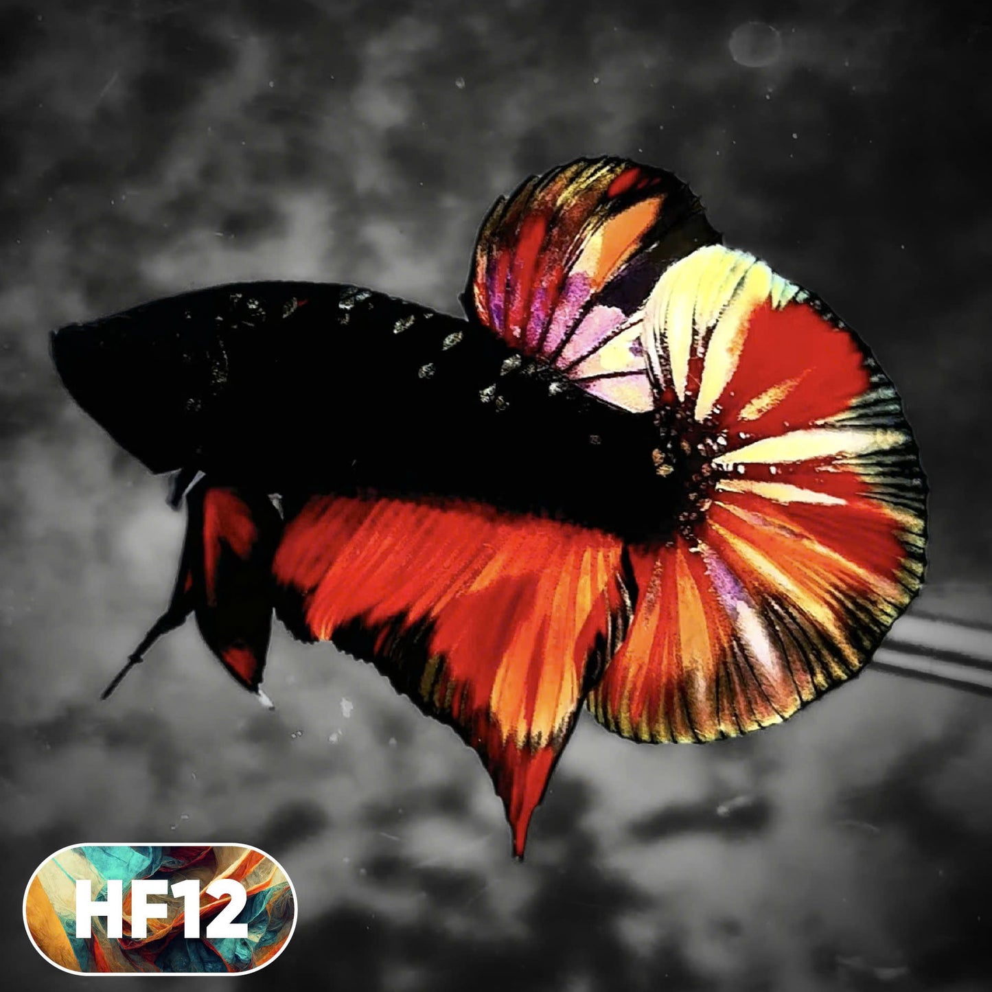 Dark Flame Hellfire Plakat Male Betta Fish | You Pick Fish | Rare Betta
