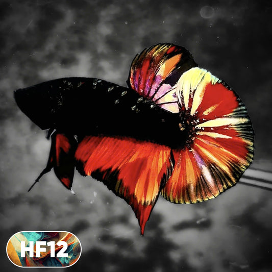Dark Flame Hellfire Plakat Male Betta Fish | You Pick Fish | Rare Betta