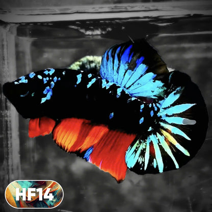 Dark Flame Hellfire Plakat Male Betta Fish | You Pick Fish | Rare Betta