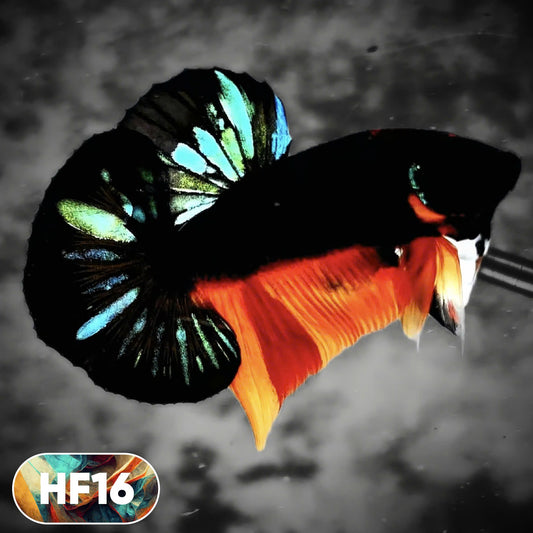 Dark Flame Hellfire Plakat Male Betta Fish | You Pick Fish | Rare Betta