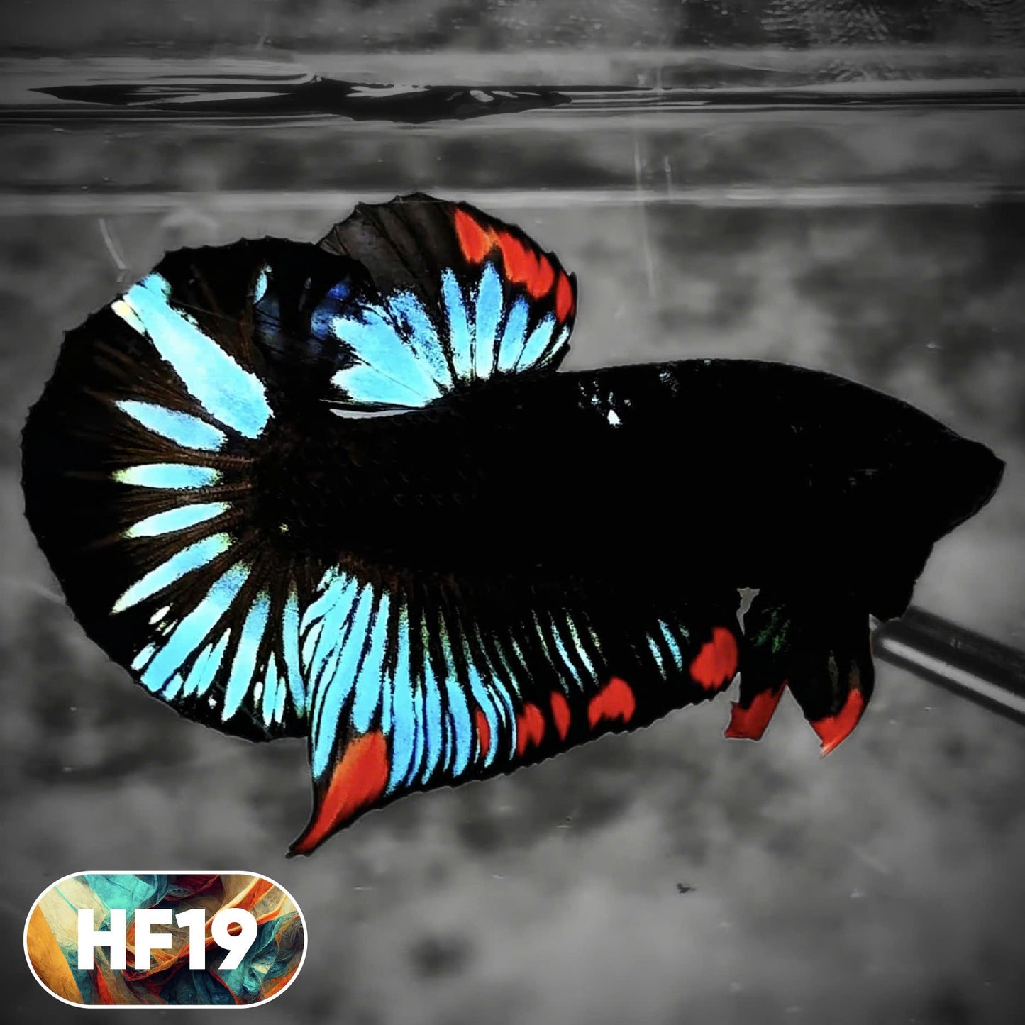Dark Flame Hellfire Plakat Male Betta Fish | You Pick Fish | Rare Betta