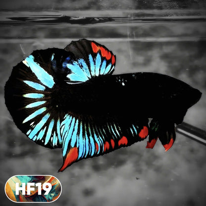 Dark Flame Hellfire Plakat Male Betta Fish | You Pick Fish | Rare Betta