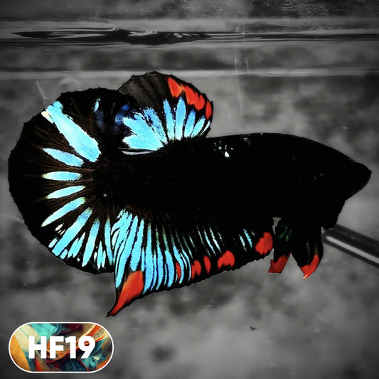 Dark Flame Hellfire Plakat Male Betta Fish | You Pick Fish | Rare Betta