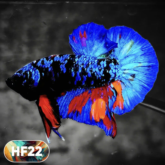 Dark Flame Hellfire Plakat Male Betta Fish | You Pick Fish | Rare Betta