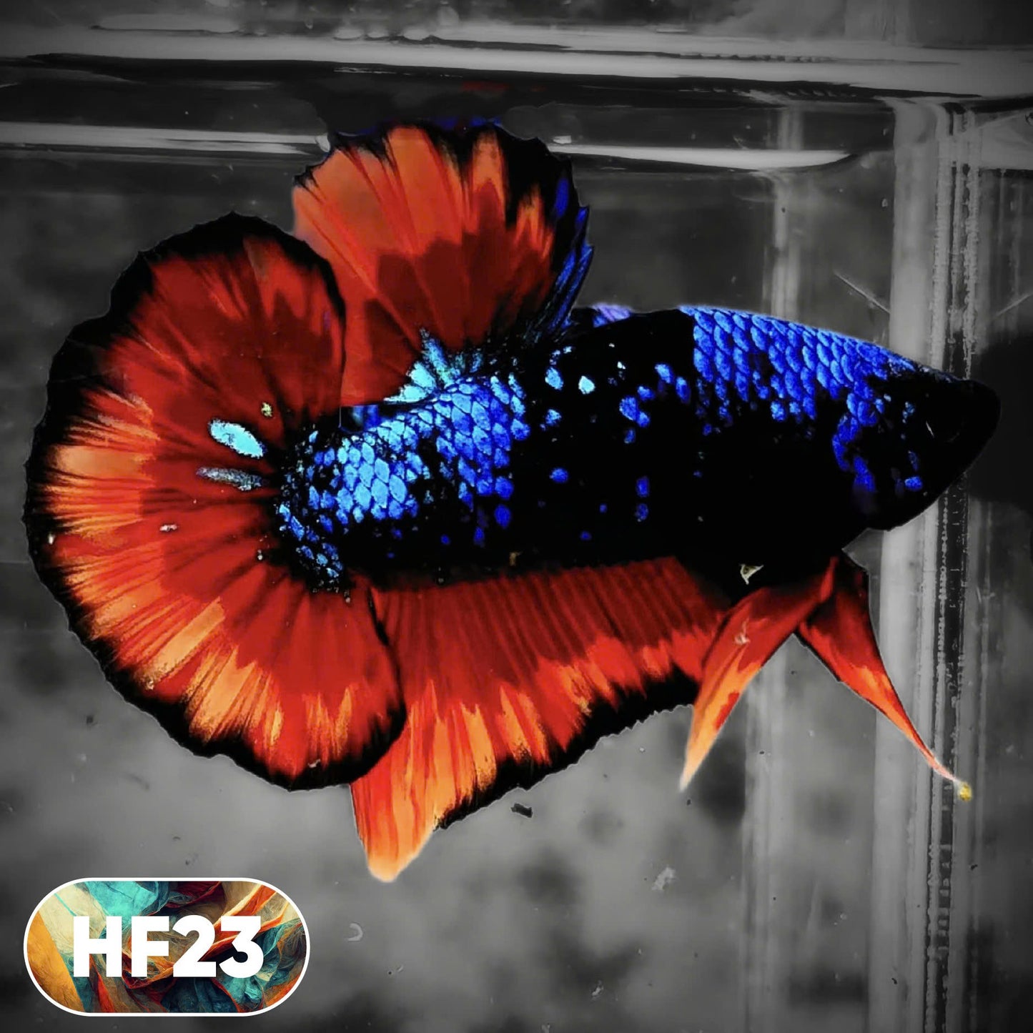 Dark Flame Hellfire Plakat Male Betta Fish | You Pick Fish | Rare Betta