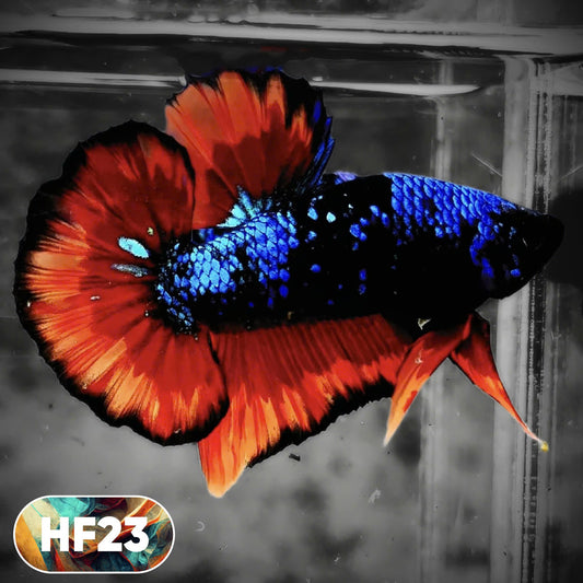 Dark Flame Hellfire Plakat Male Betta Fish | You Pick Fish | Rare Betta