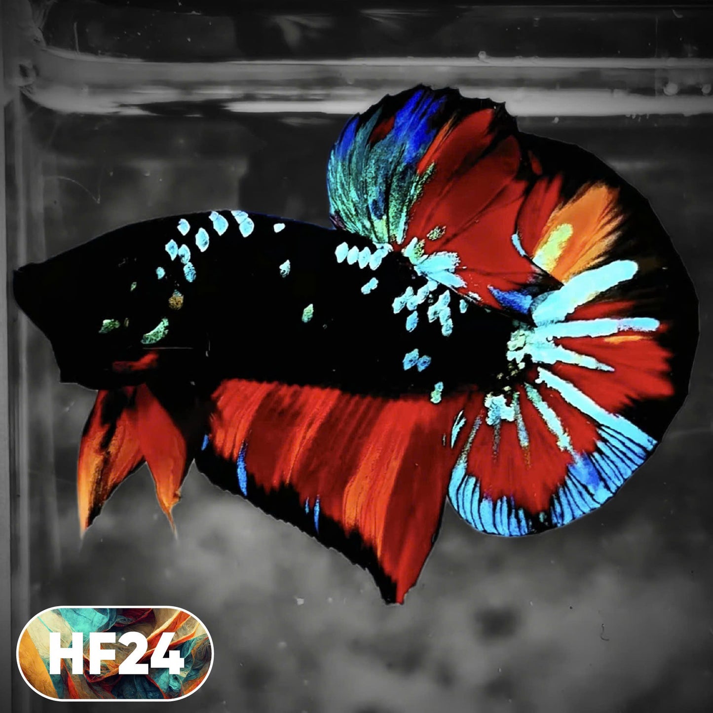 Dark Flame Hellfire Plakat Male Betta Fish | You Pick Fish | Rare Betta