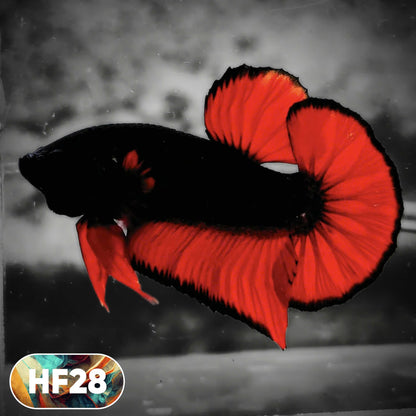 Dark Flame Hellfire Plakat Male Betta Fish | You Pick Fish | Rare Betta