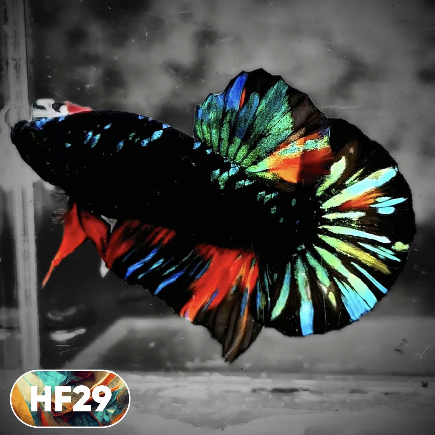 Dark Flame Hellfire Plakat Male Betta Fish | You Pick Fish | Rare Betta