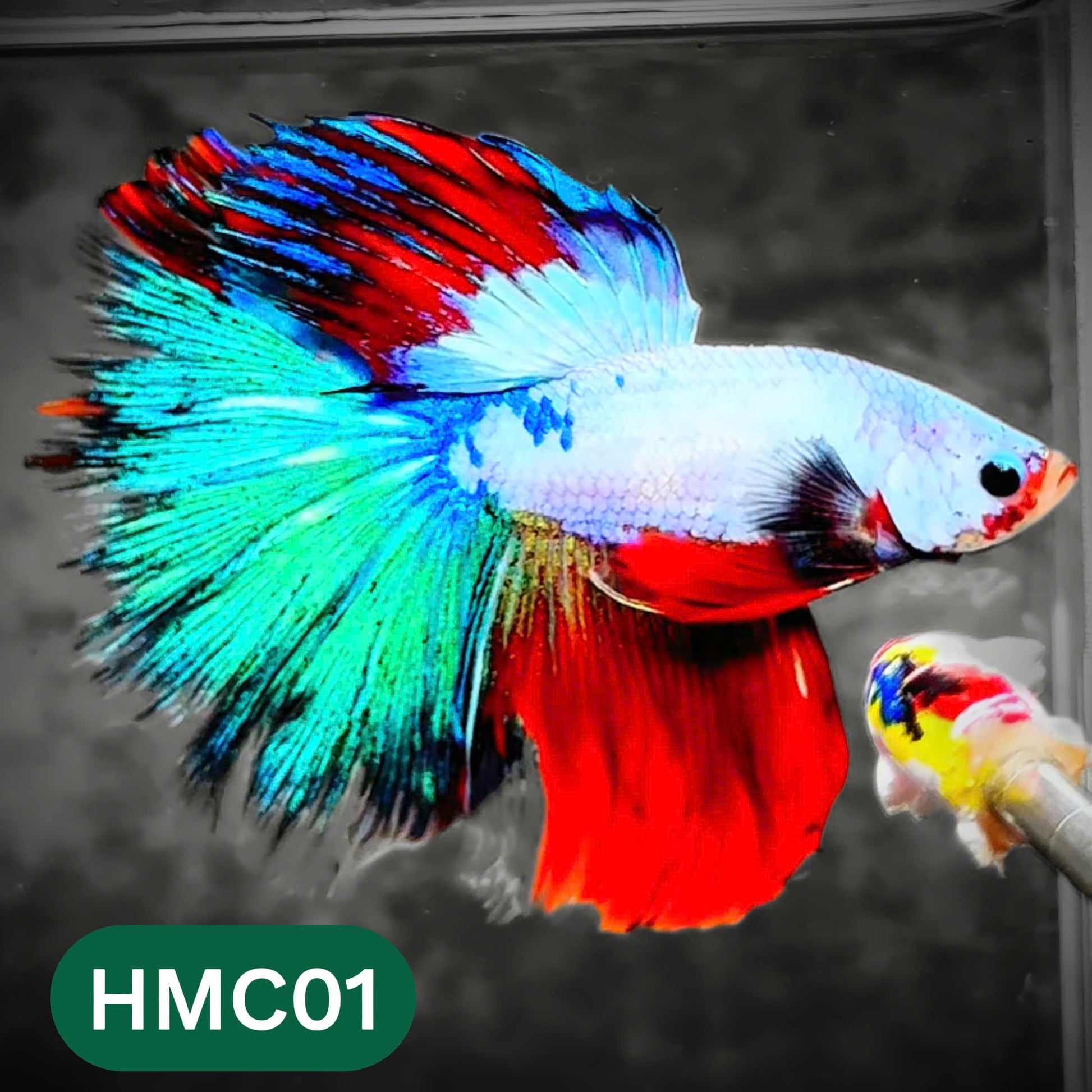 Multicolor Halfmoon Male Betta Fish | High Grade | Order Directly From Farm |  You Pick Fish |