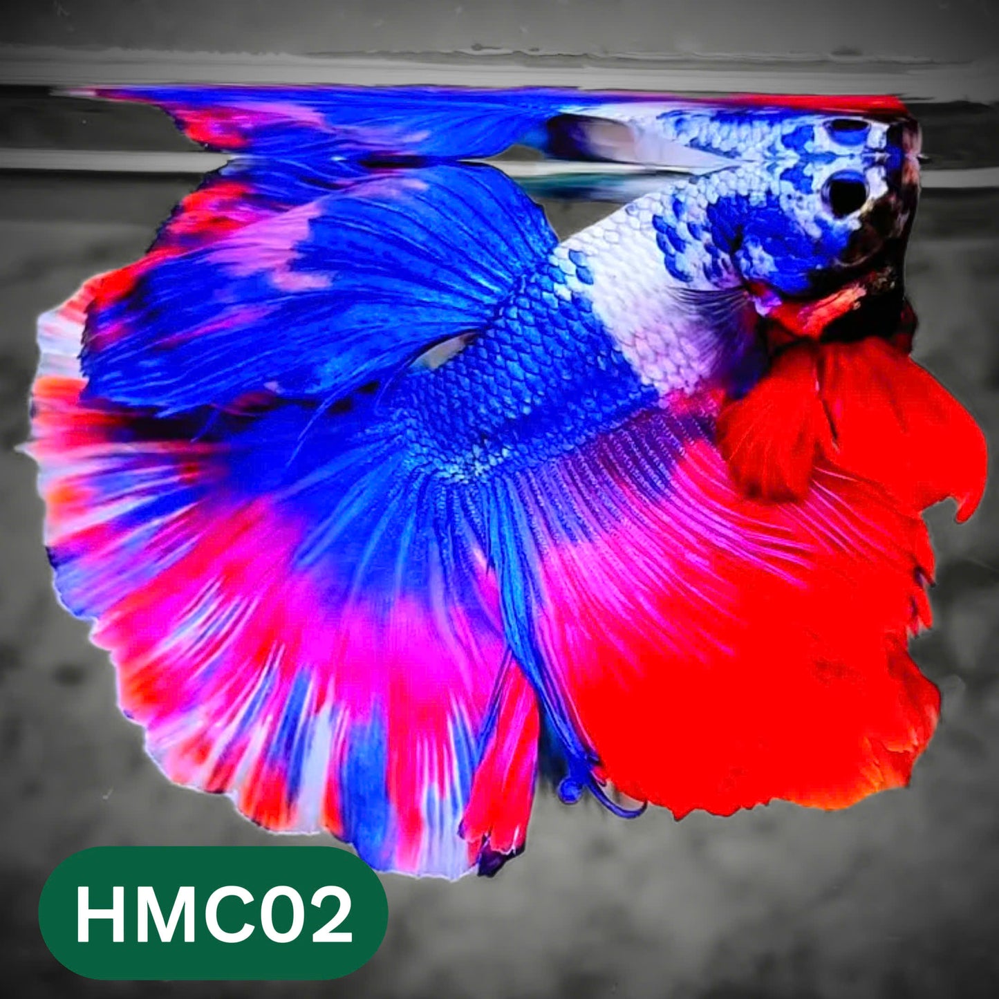 Multicolor Halfmoon Male Betta Fish | High Grade | Order Directly From Farm |  You Pick Fish |