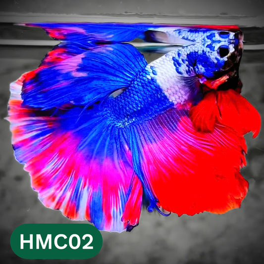 Multicolor Halfmoon Male Betta Fish | High Grade | Order Directly From Farm |  You Pick Fish |