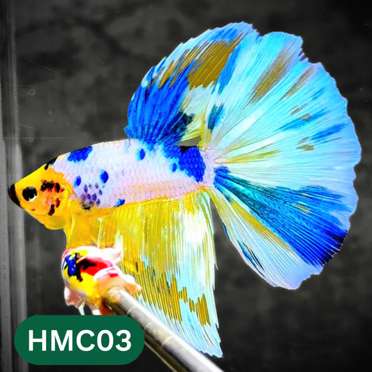 Multicolor Halfmoon Male Betta Fish | High Grade | Order Directly From Farm |  You Pick Fish |