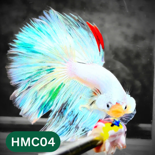 Multicolor Halfmoon Male Betta Fish | High Grade | Order Directly From Farm |  You Pick Fish |
