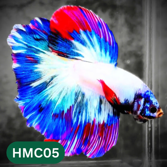 Multicolor Halfmoon Male Betta Fish | High Grade | Order Directly From Farm |  You Pick Fish |