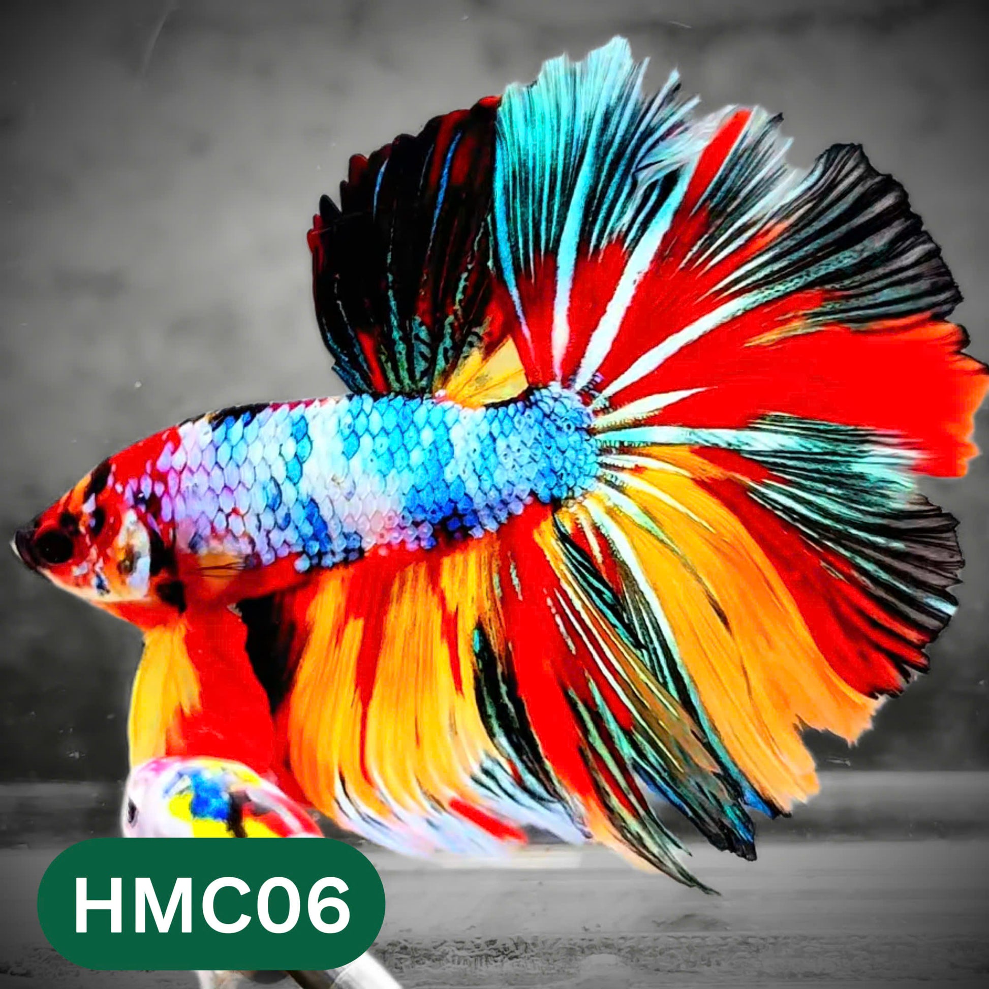 Multicolor Halfmoon Male Betta Fish | High Grade | Order Directly From Farm |  You Pick Fish |