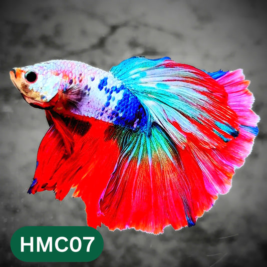 Multicolor Halfmoon Male Betta Fish | High Grade | Order Directly From Farm |  You Pick Fish |