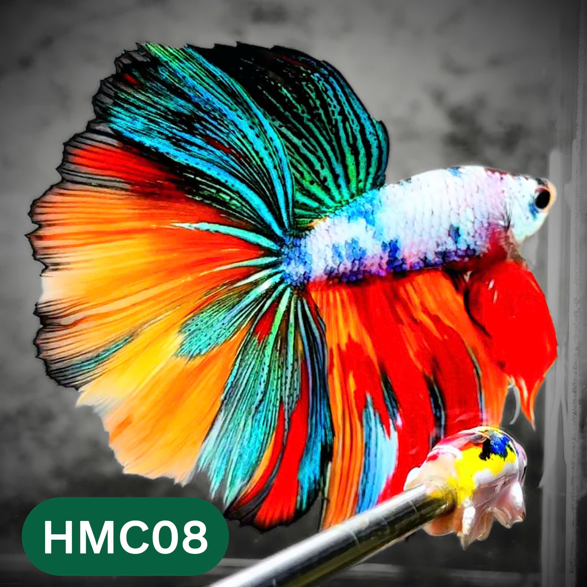 Multicolor Halfmoon Male Betta Fish | High Grade | Order Directly From Farm |  You Pick Fish |