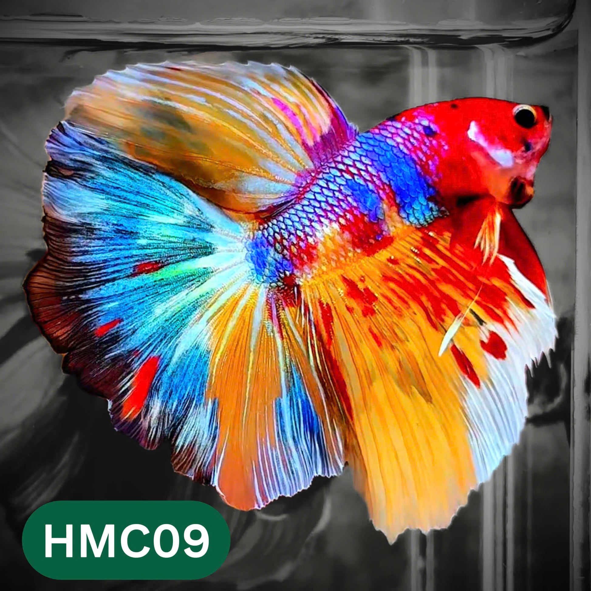 Multicolor Halfmoon Male Betta Fish | High Grade | Order Directly From Farm |  You Pick Fish |
