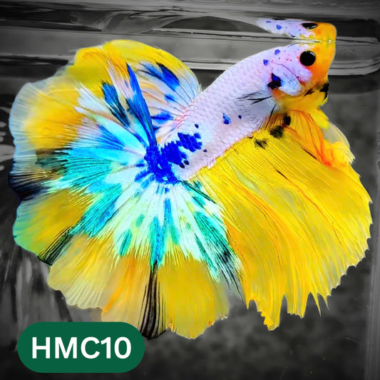 Multicolor Halfmoon Male Betta Fish | High Grade | Order Directly From Farm |  You Pick Fish |