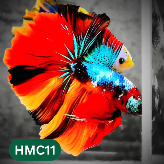 Multicolor Halfmoon Male Betta Fish | High Grade | Order Directly From Farm |  You Pick Fish |