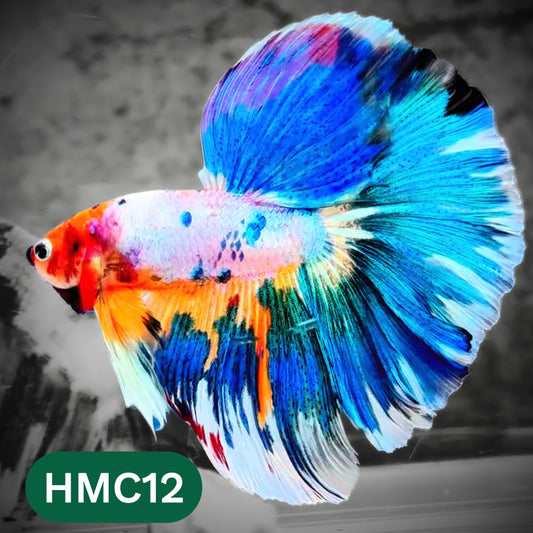 Multicolor Halfmoon Male Betta Fish | High Grade | Order Directly From Farm |  You Pick Fish |