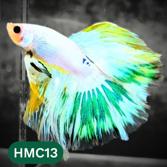 Multicolor Halfmoon Male Betta Fish | High Grade | Order Directly From Farm |  You Pick Fish |
