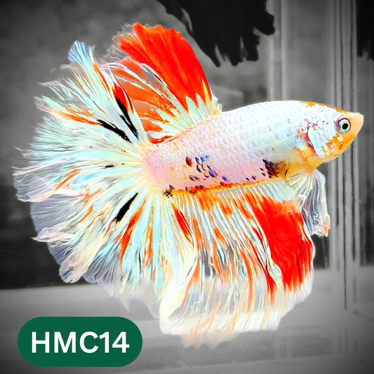 Multicolor Halfmoon Male Betta Fish | High Grade | Order Directly From Farm |  You Pick Fish |