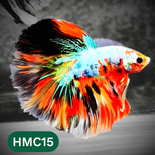 Multicolor Halfmoon Male Betta Fish | High Grade | Order Directly From Farm |  You Pick Fish |