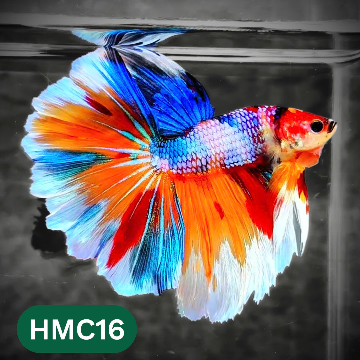 Multicolor Halfmoon Male Betta Fish | High Grade | Order Directly From Farm |  You Pick Fish |