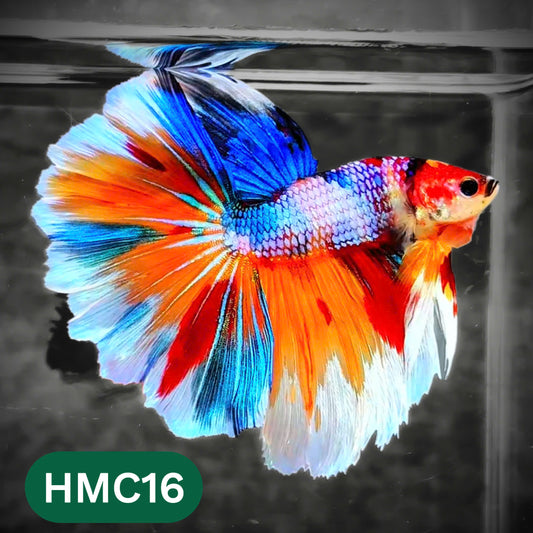 Multicolor Halfmoon Male Betta Fish | High Grade | Order Directly From Farm |  You Pick Fish |