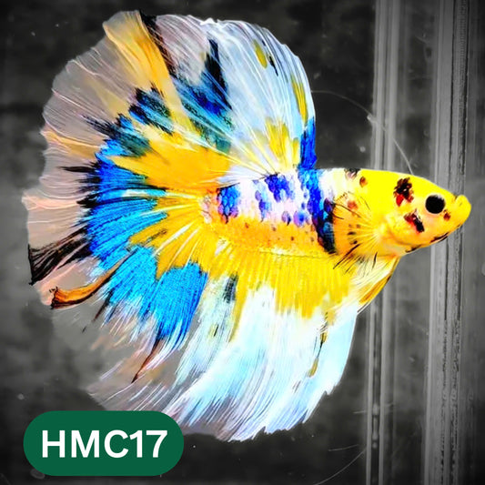 Multicolor Halfmoon Male Betta Fish | High Grade | Order Directly From Farm |  You Pick Fish |