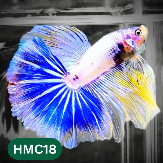 Multicolor Halfmoon Male Betta Fish | High Grade | Order Directly From Farm |  You Pick Fish |