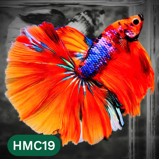 Multicolor Halfmoon Male Betta Fish | High Grade | Order Directly From Farm |  You Pick Fish |