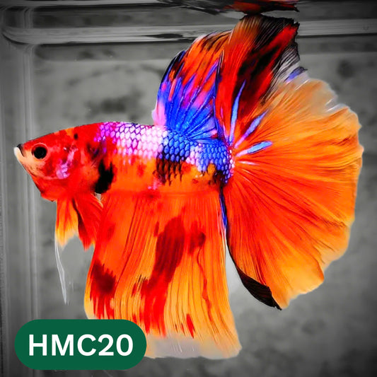 Multicolor Halfmoon Male Betta Fish | High Grade | Order Directly From Farm |  You Pick Fish |