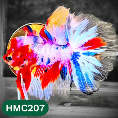 Multicolor Halfmoon Male Betta Fish | Order Directly From Farm | You Pick Fish