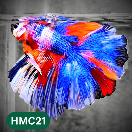 Multicolor Halfmoon Male Betta Fish | High Grade | Order Directly From Farm |  You Pick Fish |