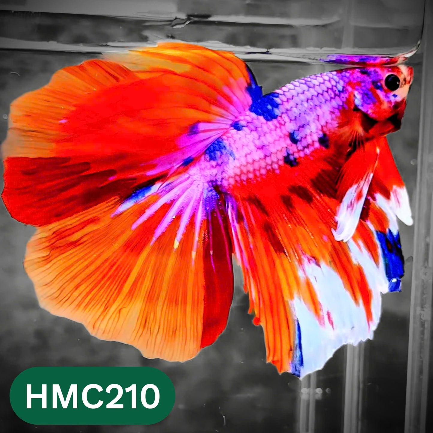 Multicolor Halfmoon Male Betta Fish | Order Directly From Farm | You Pick Fish