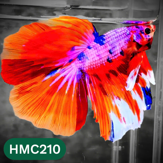 Multicolor Halfmoon Male Betta Fish | Order Directly From Farm | You Pick Fish