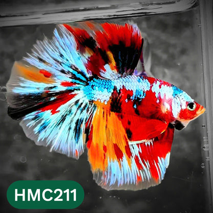 Multicolor Halfmoon Male Betta Fish | Order Directly From Farm | You Pick Fish