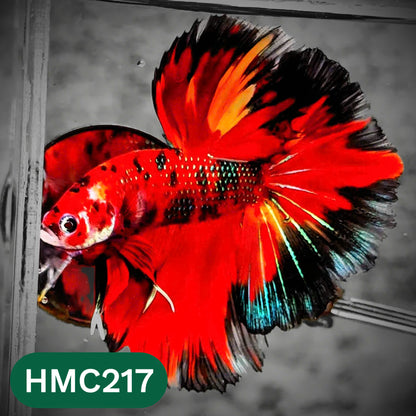 Multicolor Halfmoon Male Betta Fish | Order Directly From Farm | You Pick Fish