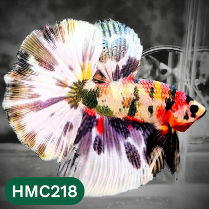 Multicolor Halfmoon Male Betta Fish | Order Directly From Farm | You Pick Fish
