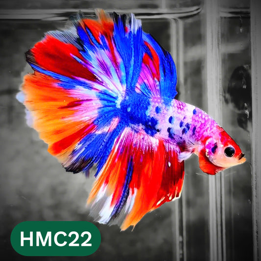 Multicolor Halfmoon Male Betta Fish | High Grade | Order Directly From Farm |  You Pick Fish |
